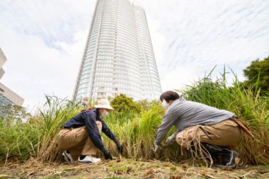 Rooftop rice-harvesting event at Roppongi Hills