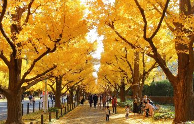 The Trees of Tokyo: A Tour Through the City’s Living Legends