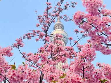 Hello Hanami: Best Spots to View Cherry Blossoms in Tokyo 2025