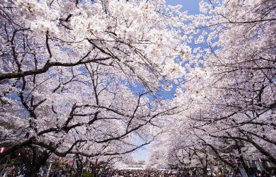Ueno Cherry Blossom Festival