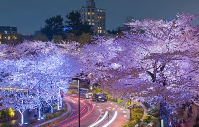 What’s Happening in Tokyo this April?