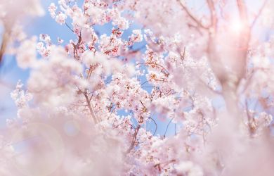 Tokyo Spring Music Festival 2026