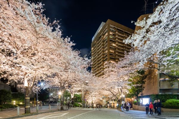 ARK Hills Sakura Festival 2024