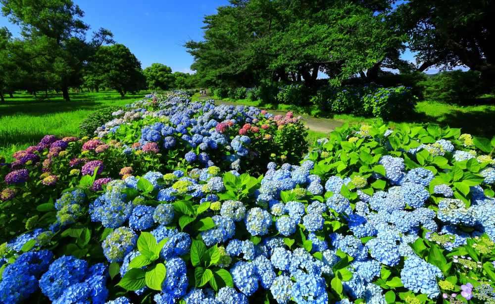 a field of hydrangea in front of a green grass field, a row of trees and a clear blue sky