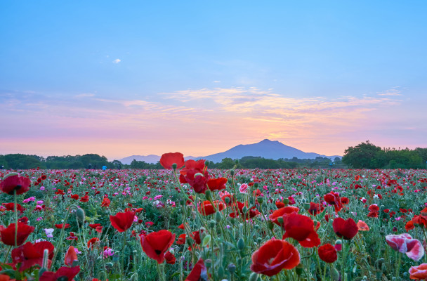 Tokyo in Bloom