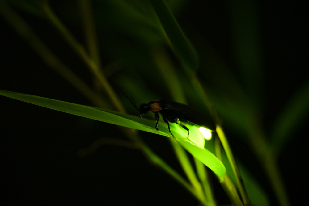 firefly on a blade of grass