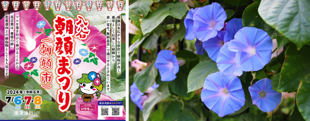 iriya asagao matsuri festival flyer and image of a blue morning glory