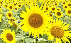 Mashiko Sunflower Festival