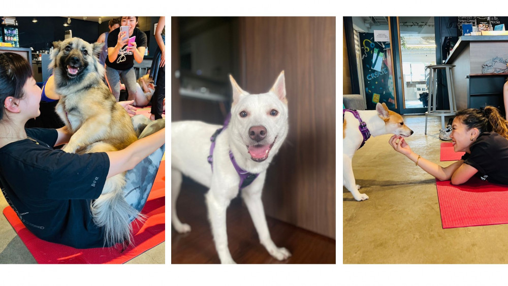 Dog Yoga and Dog Adoption in Tokyo