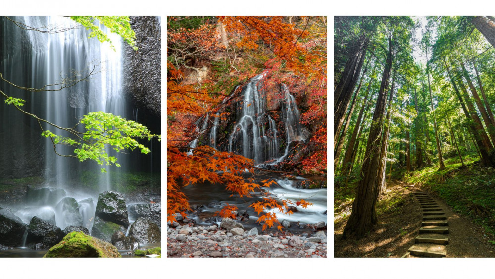 Forest Bathing in Tokyo