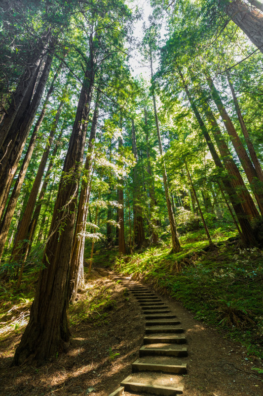 Forest Bathing in Iwate Prefecture 