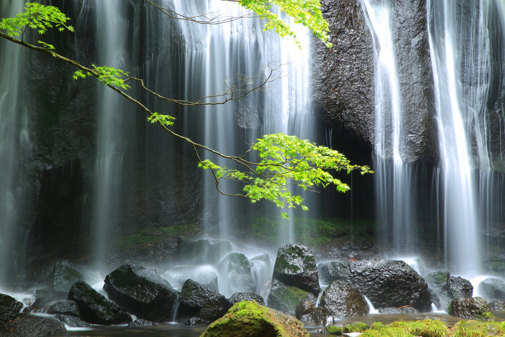 What is Forest Bathing in Japan?