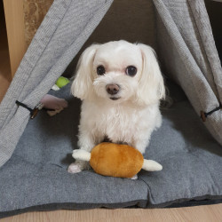 English-Speaking Pet Hotels in Tokyo