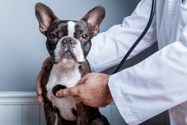 English-Speaking Vets in Tokyo