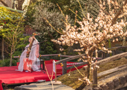 Plum Blossoms at Yushima Tenjin Ume Matsuri