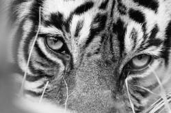 Koki Yamada’s “Nahar — Ranthambhore” Wildlife Photography Exhibition in Tokyo