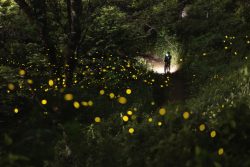 Things to Do in Tokyo in June - Metropolis Japan