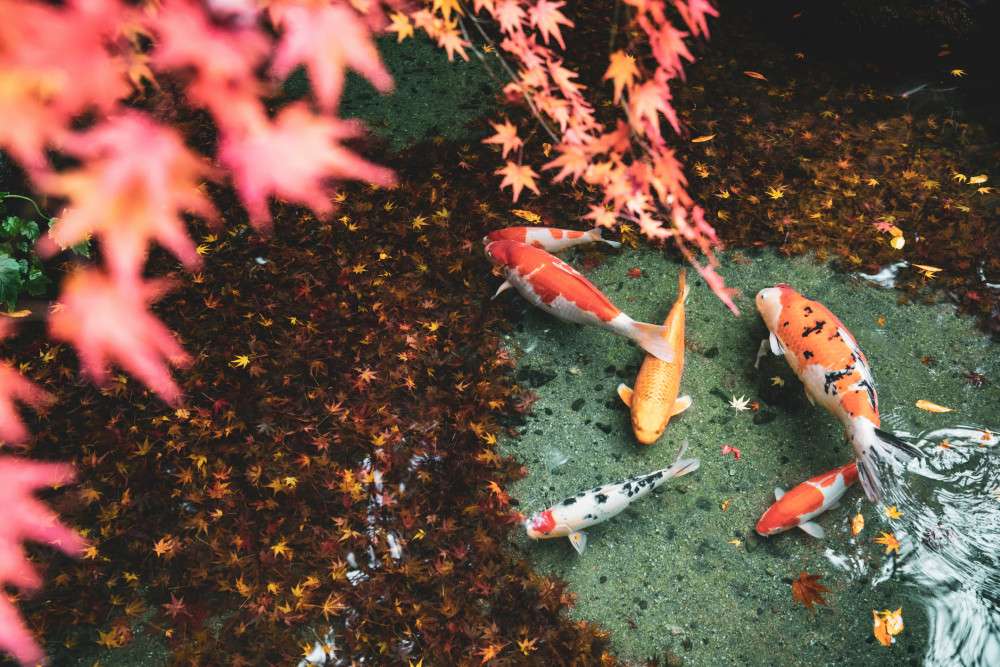 The Ultimate Koi Appreciation Guide