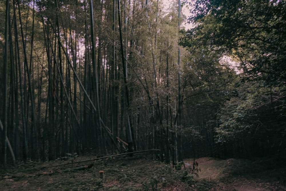 Bamboo forest path in the dark, leading to Tateiwa Shrine in Shimane, Japan.