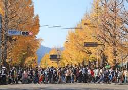 Hachioji Ginkgo Festival—Ichou Festa