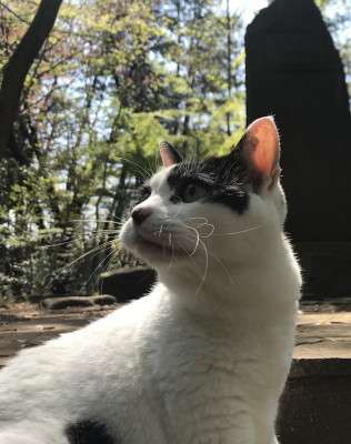 Why Are There So Many Cats in Japanese Fiction?