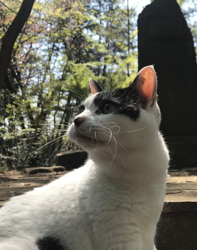 Why Are There So Many Cats in Japanese Fiction?