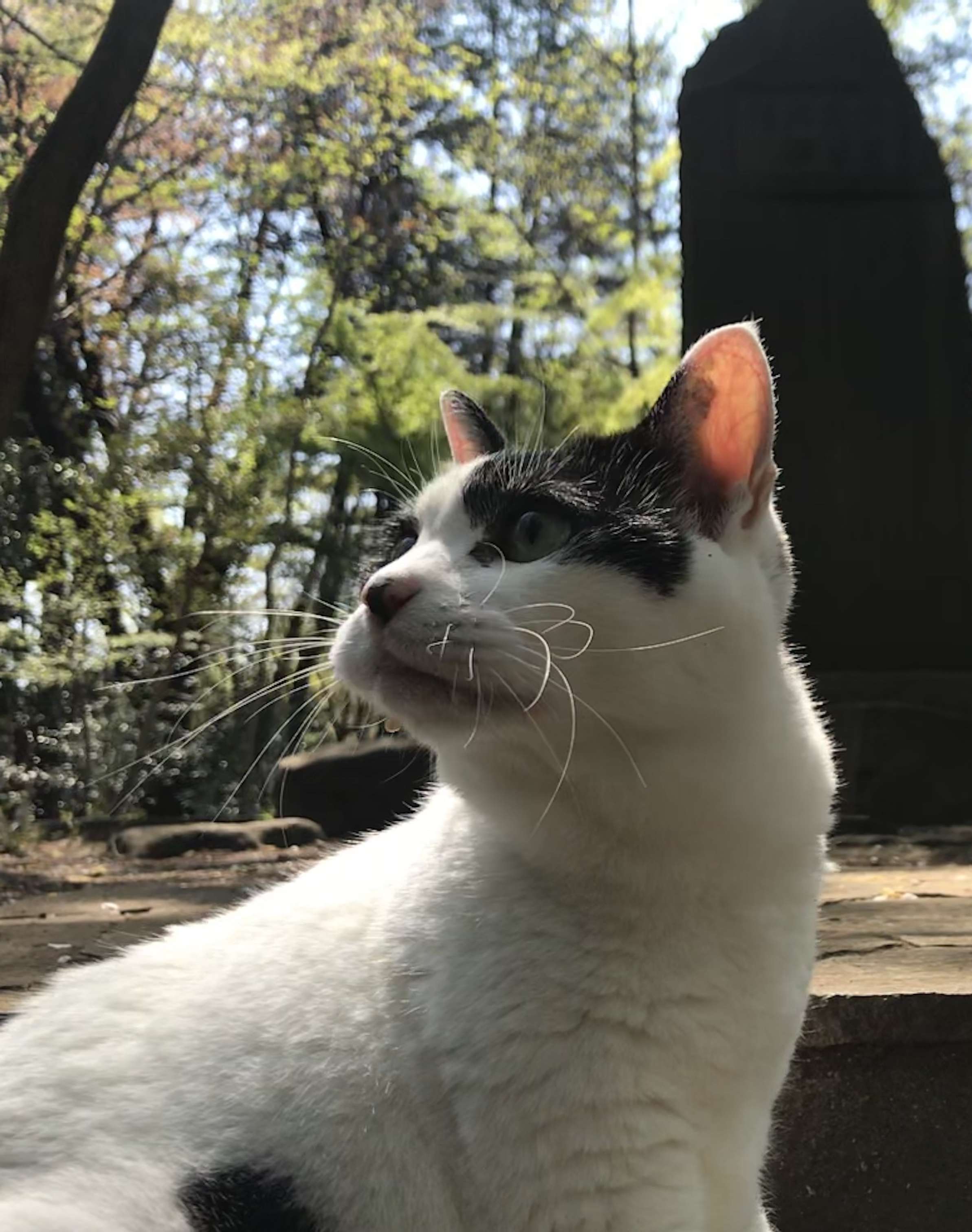 Why Are There So Many Cats in Japanese Fiction? | Metropolis Japan