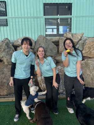 Protected: Dog Day Care in Tokyo: Wanchanland