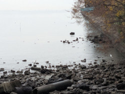 Edogawa River Clean Up