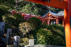 Tokyo Neighborhood Guide: Nezu