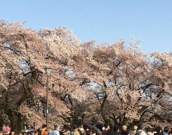 Koganei Park’s Cherry Blossom Festival