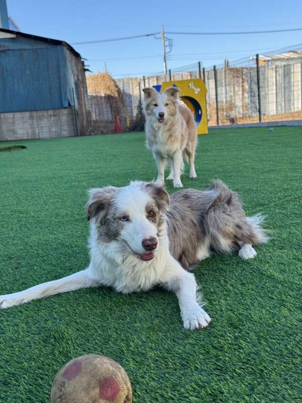 Dog Day Care in Tokyo: Wanchanland