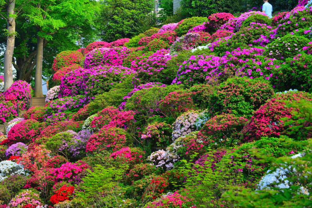 Nezu Azalea Shrine Festival
