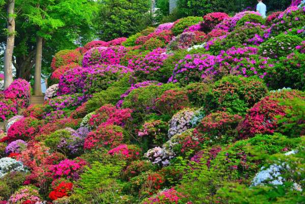Nezu Shrine Azalea Festival 2026