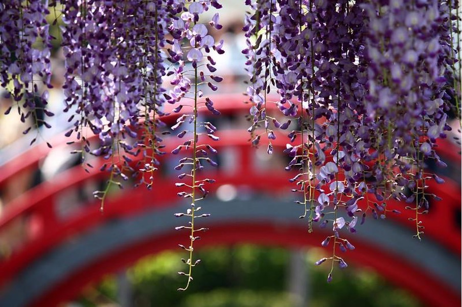 Kameido Wisteria Festival