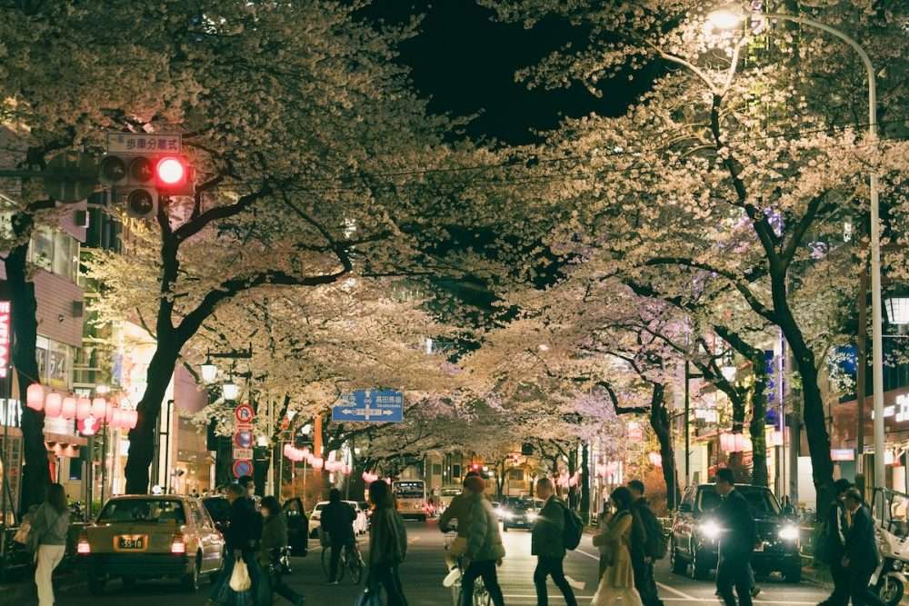 Tips for Celebrating Hanami in 2026 - Metropolis Japan