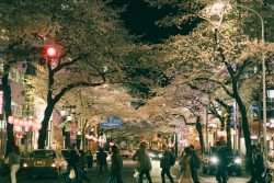 Tips for Celebrating Hanami in 2026 - Metropolis Japan
