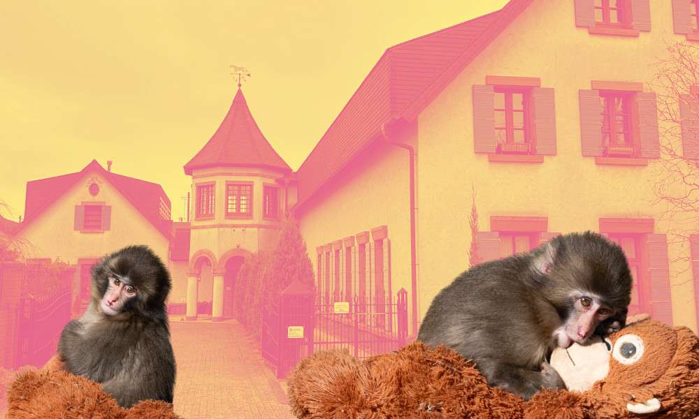 Punch the Monkey’s Hometown: A Guide to Ichikawa