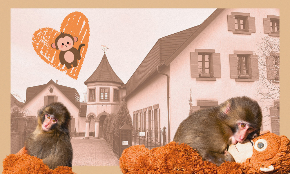 Visiting Punch the Monkey’s Hometown: Ichikawa