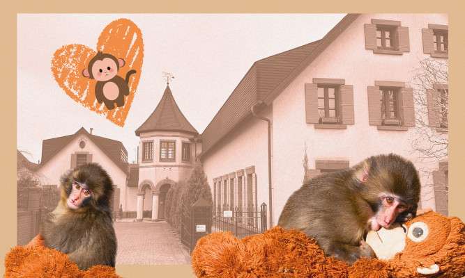 Visiting Punch the Monkey’s Hometown: Ichikawa