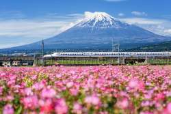 The Bullet Train, A Loaded Story - Metropolis Japan