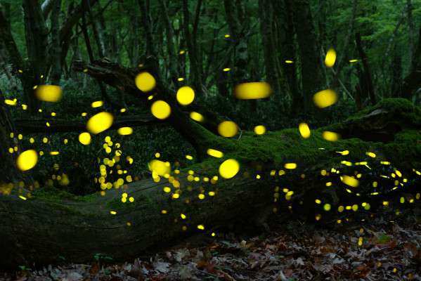 Kugayama Firefly Festival 2026