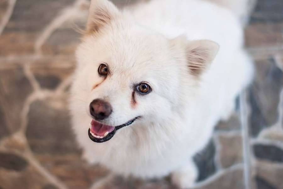 A white fluffy dog looking up at the camera.