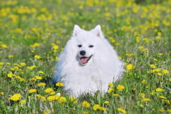 What’s It Like To Have A Japanese Spitz? - Metropolis Japan