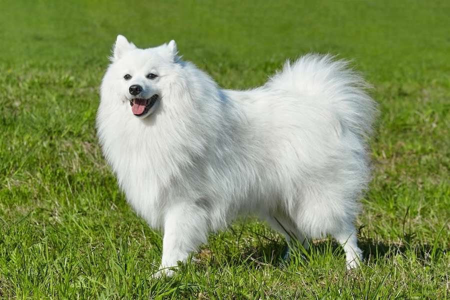 A white fluffy dog smiles, standing in a green grassy field.