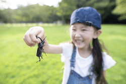 Bug Catching in Japan: A Beginner’s Guide to the Culture, Gear and Best Spots - Metropolis Japan