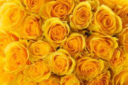 Yellow Roses and Wagyu: Inside Japan’s Father’s Day - Metropolis Japan