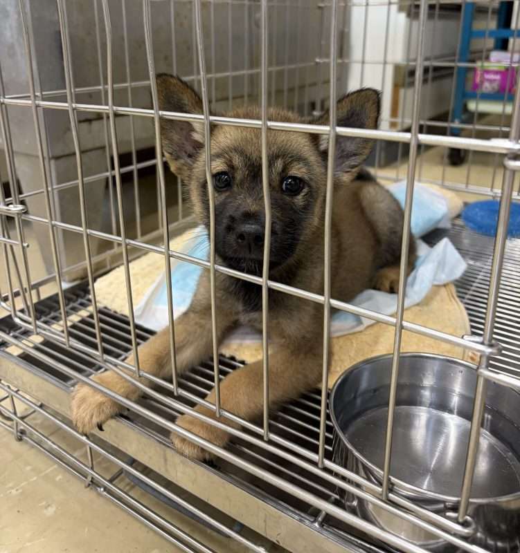 How to Foster or Adopt a Rescue Dog in Tokyo: A Guide for Non-Japanese Residents