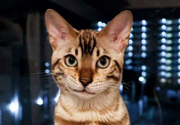 Best Cat Food in Japan (2026) - Metropolis Japan
