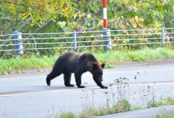 Tokyo Bear Hunting Ban Could End for the First Time in Nearly 20 Years - Metropolis Japan